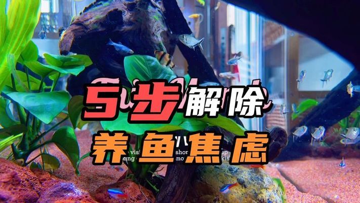 魚缸過濾器有蟲子（魚缸過濾器有蟲子怎么辦）