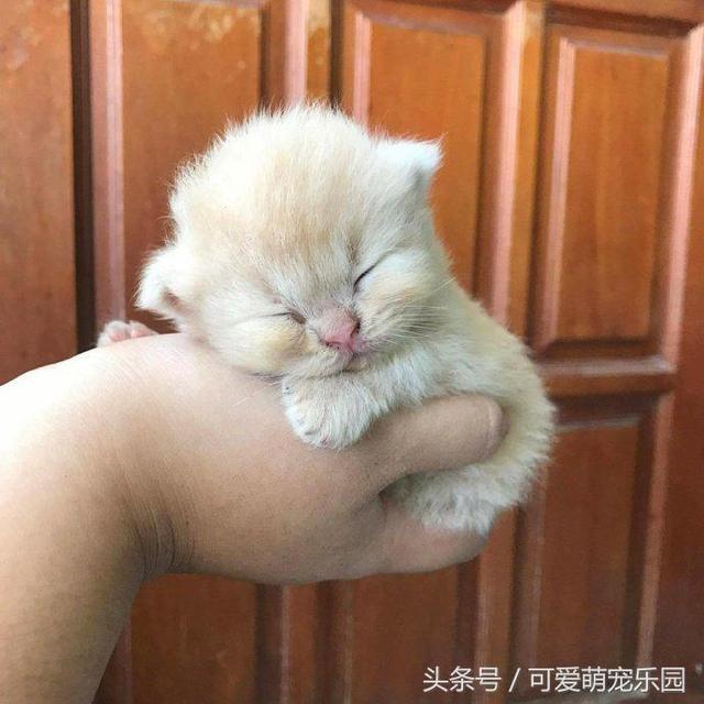 什么叫做傲慢,你们看看我的眼神就知道了!