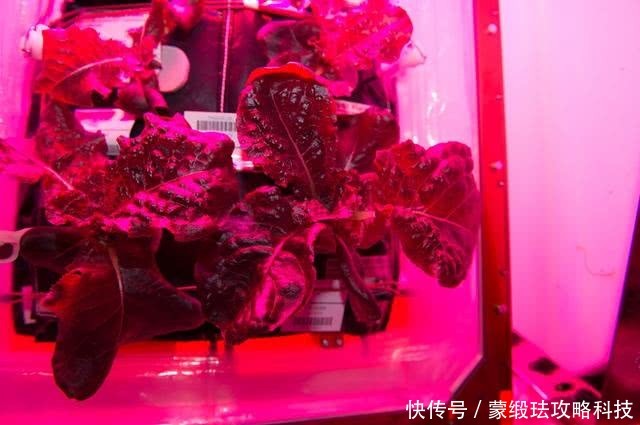 德国科学家在的南极成功收获黄瓜和萝卜,未来将能在太空种植该类