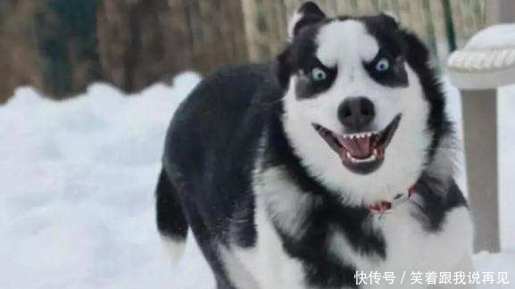 二哈贪玩爬上楼顶,半小时后邻居打电话给主人