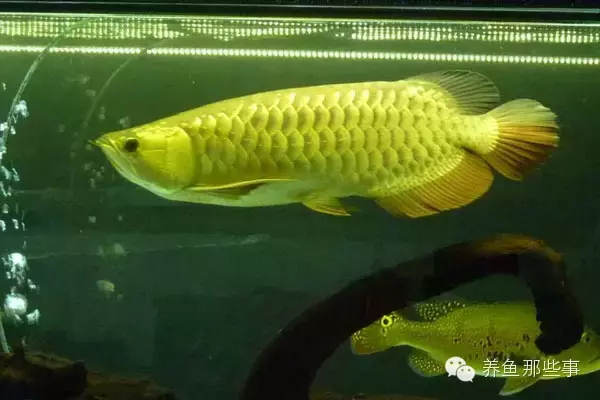 惠州市惠陽區(qū)淡水創(chuàng)興業(yè)水族器材店（惠陽水族市場）