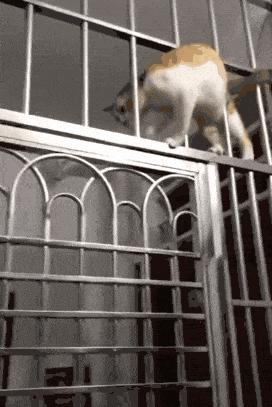 搞笑gif: 来自单身狗的愤怒!