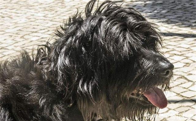 葡萄牙水犬有什么性格特征我们喂养时需要注意