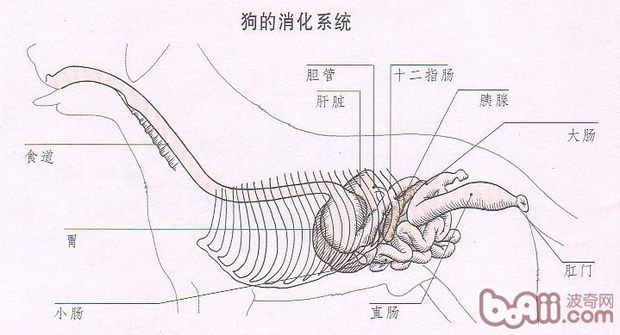 狗狗消化系统图