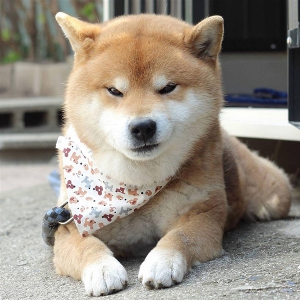 的日本柴犬,撒娇,卖萌,扮酷样样精通,拥有世界上最丰富,最魔性的表情