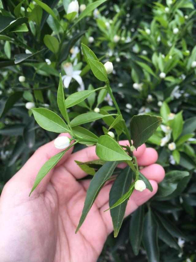 小青柑和大红柑对比那个更好?