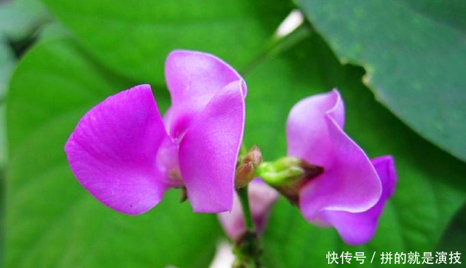 农民种豆角,要想豆角产量高,花期管理是关键,怎样进行花期管理 澳门新葡京真人娱乐网址