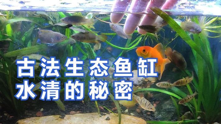 龍魚吃面包蟲的危害（龍魚長期喂面包蟲有什么危害）