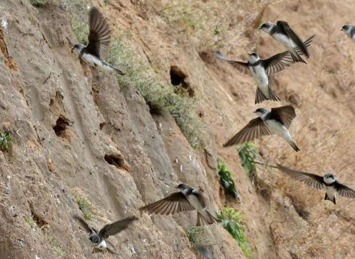 河南一工地停工 被数千只崖沙燕筑巢