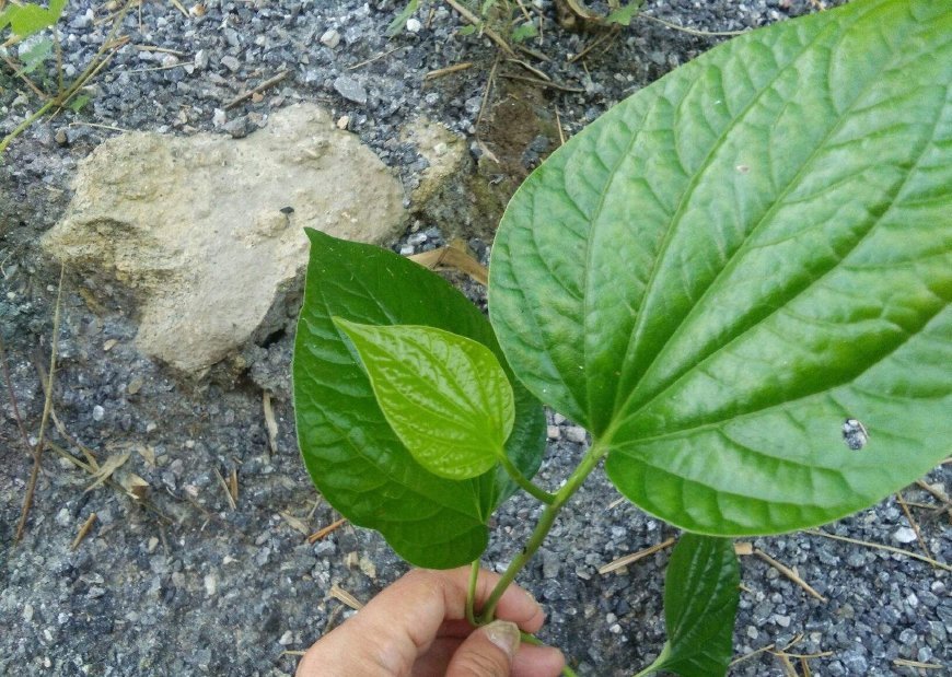 农村一种野草，果实似玉米，嚼2颗治牙痛，叶子用来包粽子是一绝