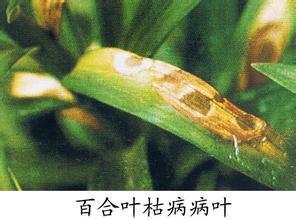 百合树病害图