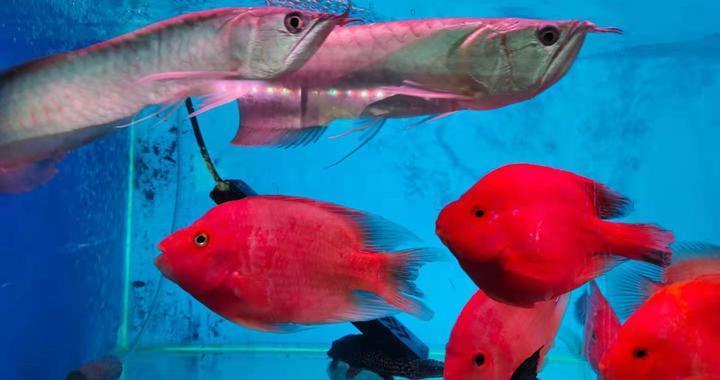 详细阅读:A Fascinating Encounter with <strong><mark>arowana</mark></strong> in Zielona Gora: Exploring the Exotic Fish Market A Fascinating Encounter with <strong><mark>arowana</mark></strong> in Zielona Gora: Exploring the Exotic Fish Market