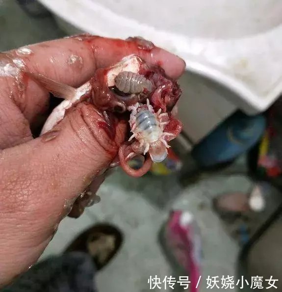 男子钓到怀孕小鲫鱼, 打开鲫鱼肚子后,男子不禁
