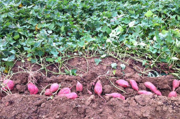 红薯发芽之后可以直接种在地里面吗_360问答