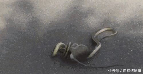 被一条蛇砸中头已经很不幸了,定眼一看更是吓出一身冷汗