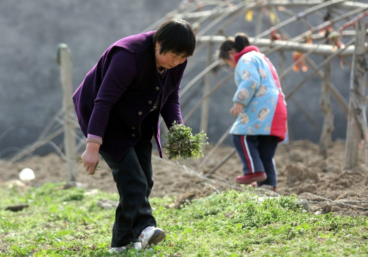 童年纯天然无污染的10种野生美味,令人回味无美食华苑街道图片
