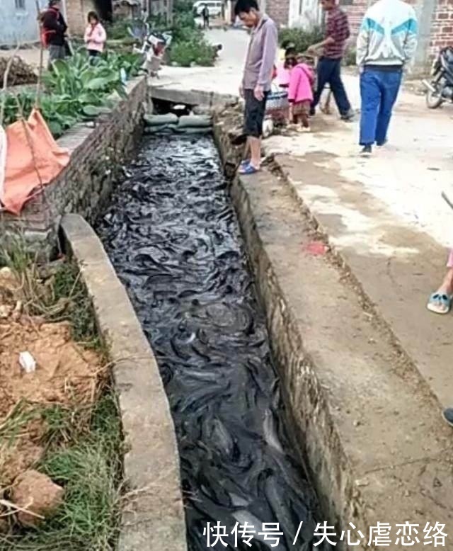 水沟突然冒出上万条鲜活大鱼,但让人傻眼诧异的却是大家只看不捉