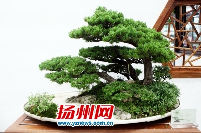 促进盆景文化交流 100多件扬州盆景昨竞拍