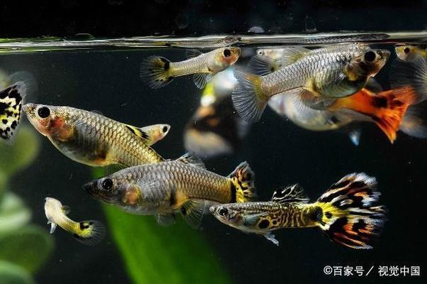 楊凌花鳥魚蟲市場(chǎng)（楊凌花鳥魚市場(chǎng)在哪里） 觀賞魚水族批發(fā)市場(chǎng)