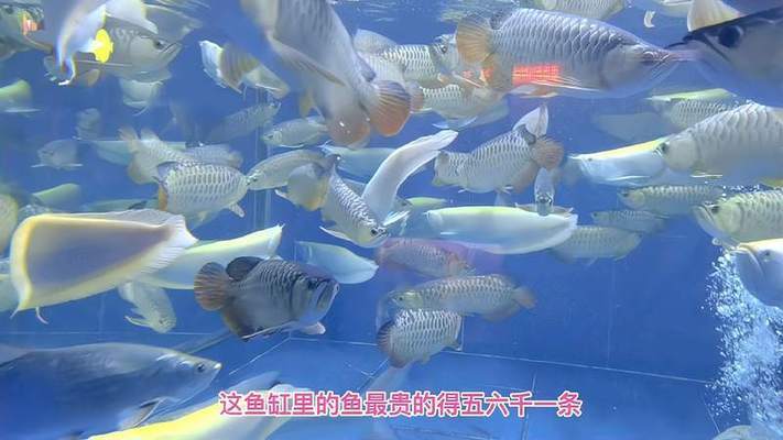 龍魚(yú)飼養(yǎng)密度（龍魚(yú)飼養(yǎng)密度是多少） 祥龍水族醫(yī)院