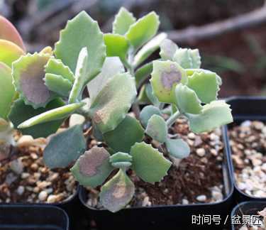 多肉怎么养护浇水才是正确的 t012b771555e6dc0591.png?size=375x324