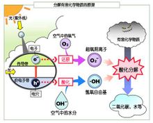 "光呼吸"光触媒