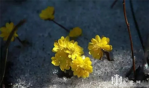 龙江·凤凰山五月上演季节\＂穿越\＂ 冰雪风光吸粉千人