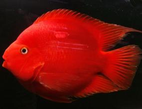 观赏小鲨鱼可以跟地图 血鹦鹉一起饲养吗?_36