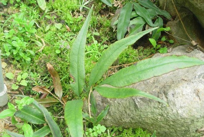 植物简介 裸子蕨科,凤丫蕨,又名:风丫草(《植物名实图考》).