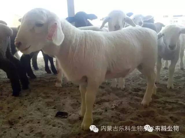 羊羊的世界---杜泊