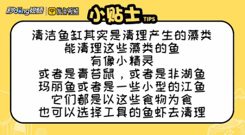 龍魚怎樣訓食（龍魚如何訓食） 廣州龍魚批發(fā)市場