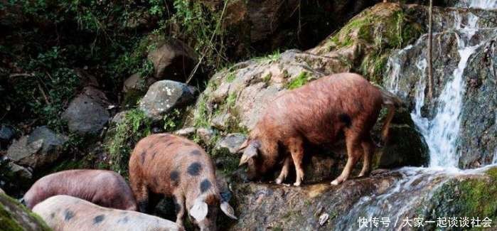 世界上最贵的火腿, 一根售价3.1万, 制作就要花