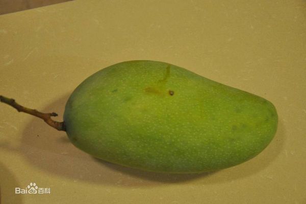 广西南宁适合种植黄金芒和象牙芒吗_360问答