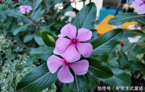 夜景不翻车 魅族Note8魅族X8出片抢鲜看