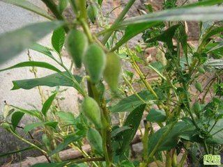 凤仙花的果实是在植株的什么地方长出来的