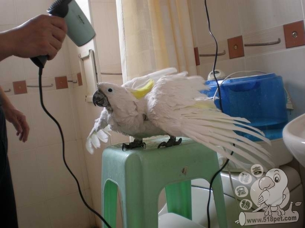 虎皮鹦鹉怎么洗澡