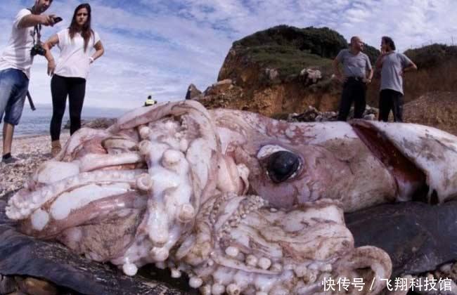 神秘生物“现身”海滩，长相奇特！科学家竟无法辨认其物种分类？