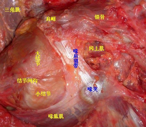 相关疾病   喙突(coracoid process) 是指 大多数哺乳动物退化的喙骨