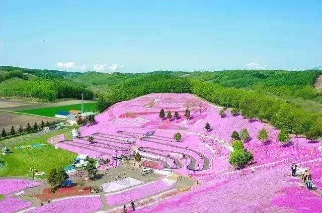 没有樱花没有雪 夏天的北海道依旧挤破头