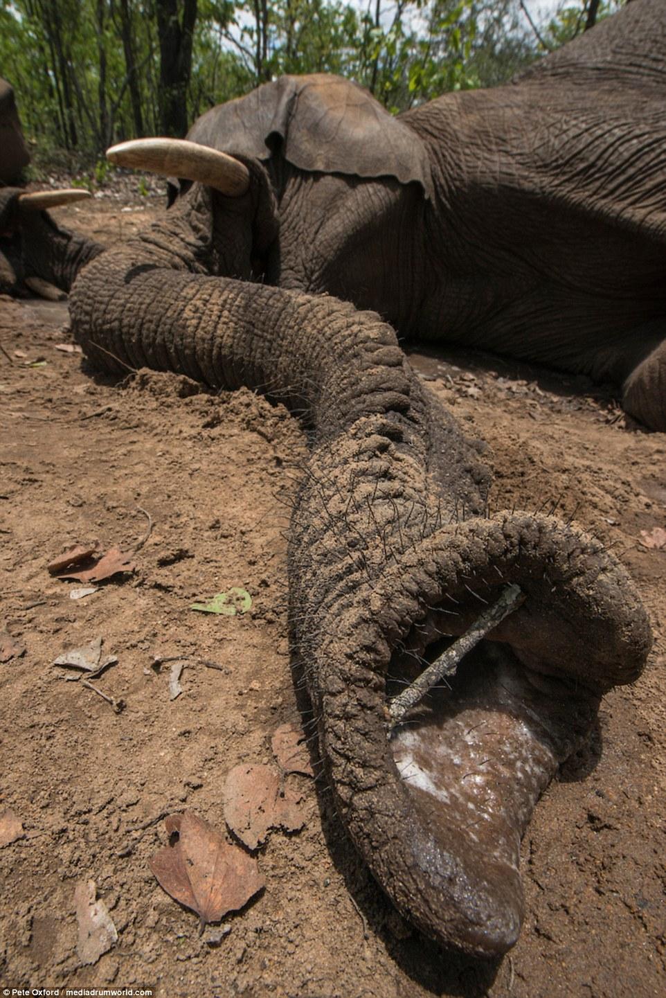 南非自然保护区4吨重大象被吊起装车送"回家"