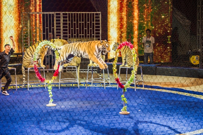 狮虎成群惊险刺激 众多明星大咖到场观看