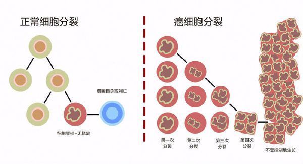 与正常细胞相比,癌细胞有哪些特点_360问答