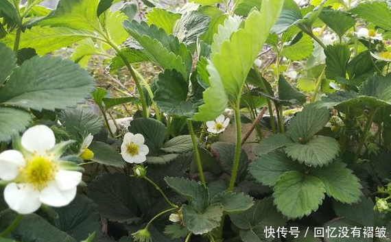 草莓光长叶不开花是怎么回事一起来看看原因在