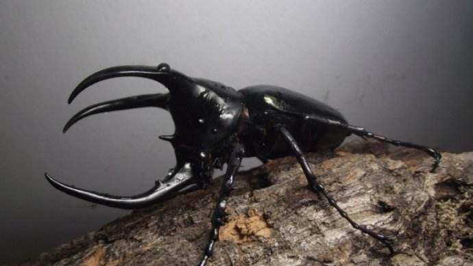 超级虫类动物 大王虎甲, 非洲地面暴君