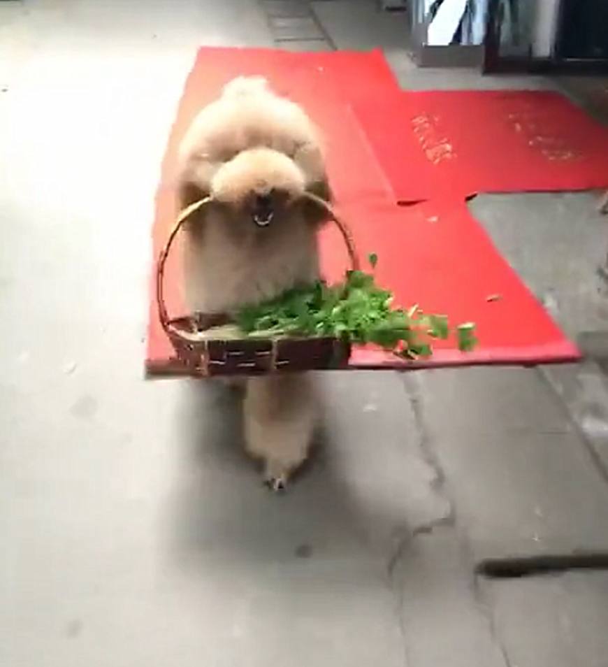 网友养巨贵,买菜、送货、扔垃圾啥都会,但就是