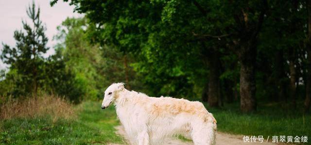 世界上什么狗最笨世界十大最笨的狗排名!