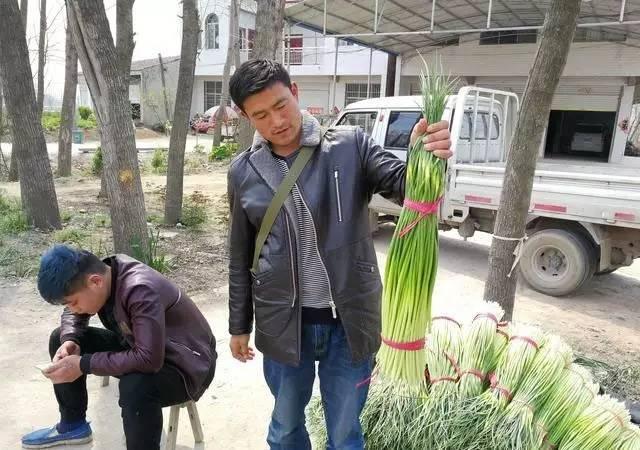 【发财啦】种蒜的农民今年又发财了!