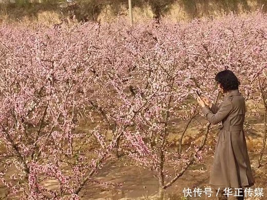 大荔丰润村:快速提高村民收入的妙招在哪里?