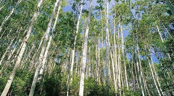 大臣在修皇宫时种白杨树,将军背了首诗,吓得马