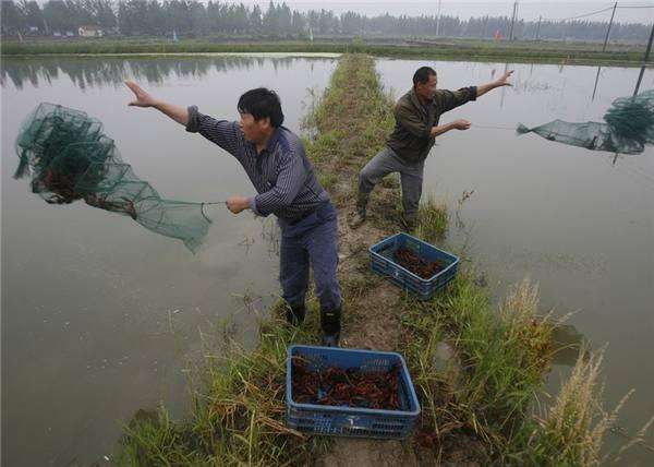 小龙虾在中国是被吃到最惨的外来生物, 外国人怎样说